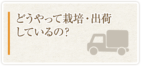 どうやって栽培・出荷しているの？